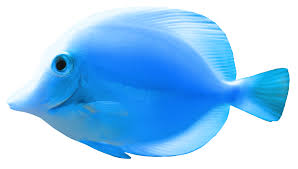 Fish 1