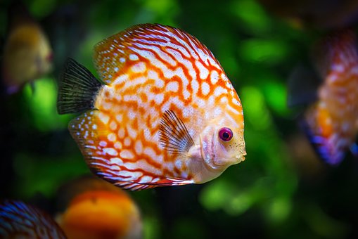 Fish 2