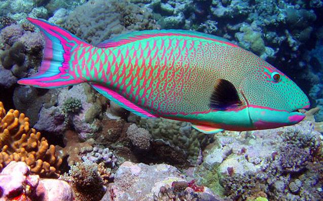 Fish 3